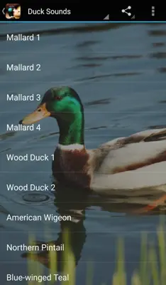 Duck Sounds android App screenshot 0